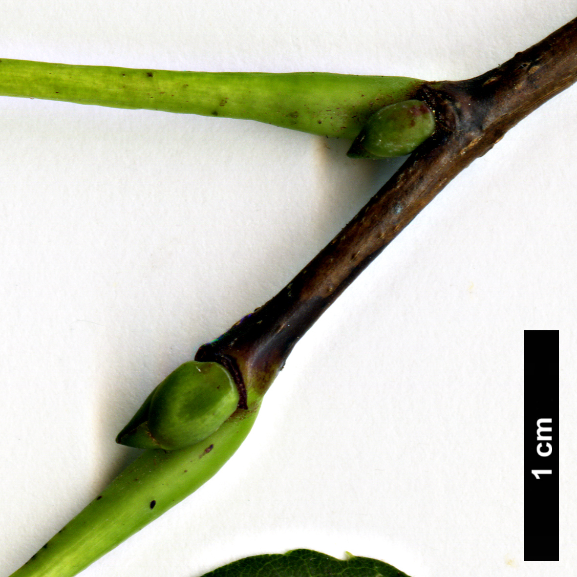 High resolution image: Family: Malvaceae - Genus: Tilia - Taxon: americana - SpeciesSub: var. neglecta